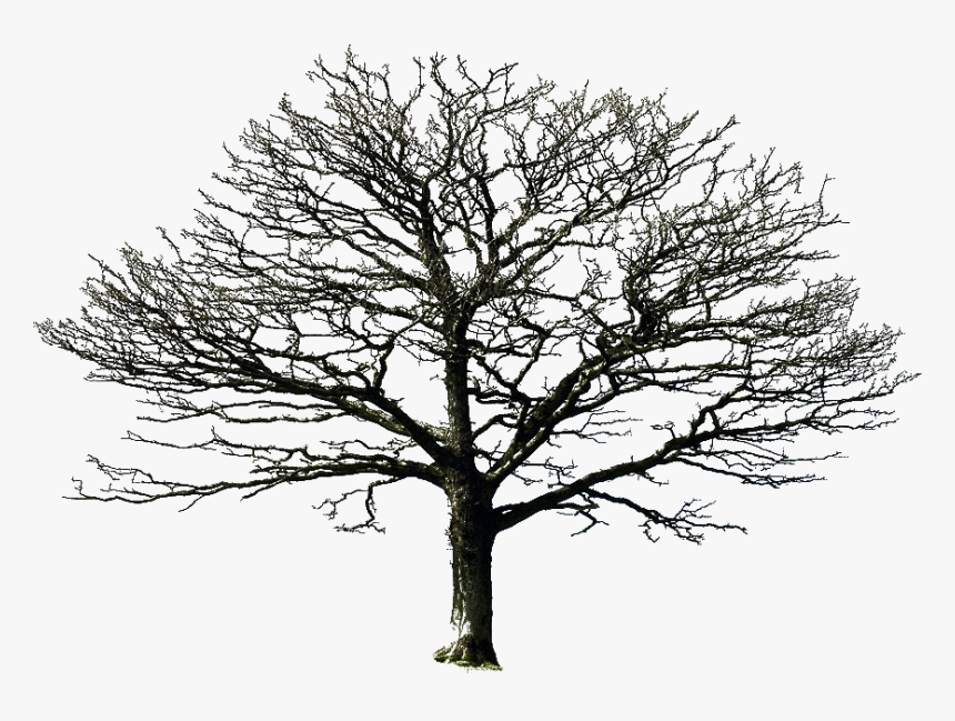 Pin By Louise Brown On Png Files For Photomanipulations - Old Dry Tree Png, Transparent Png