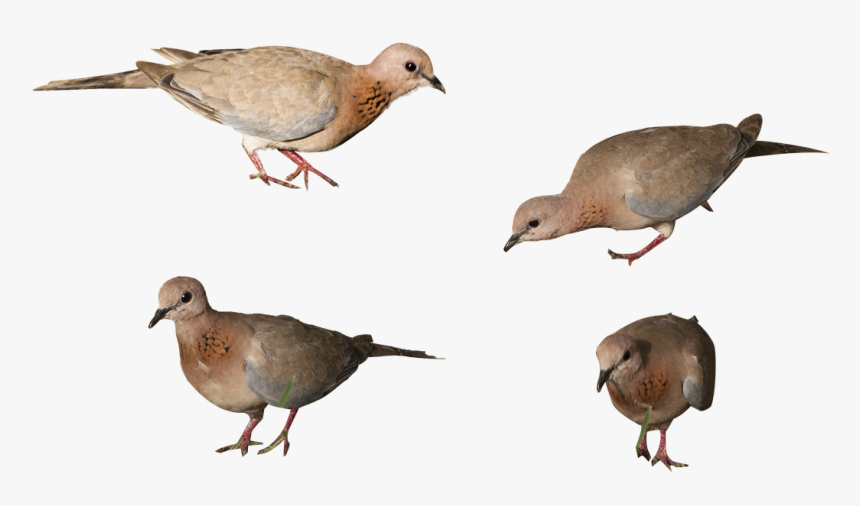 Birds Png Isolated Background Free Picture - Mourning Dove Png, Transparent Png