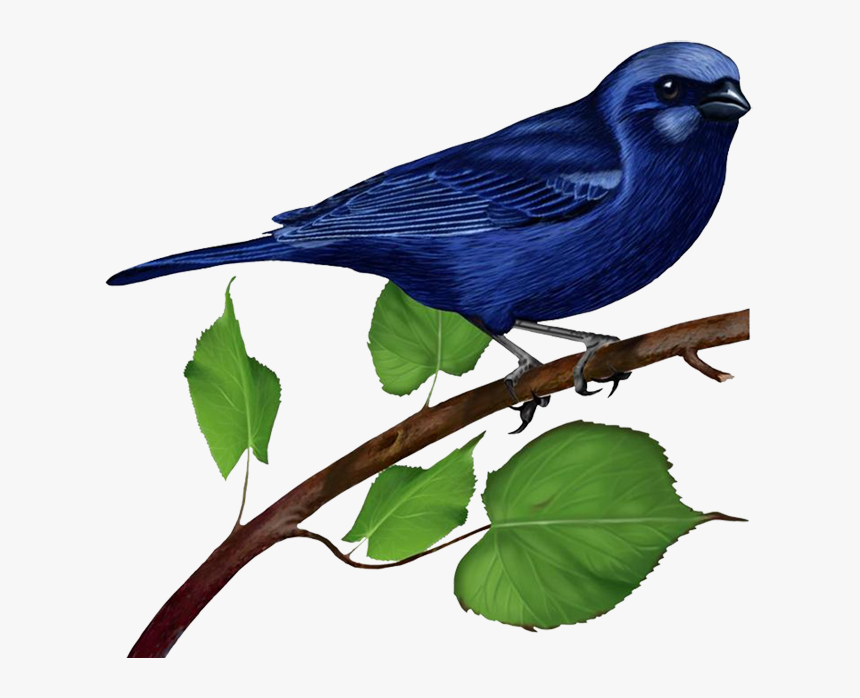 Transparent Dodo Bird Png - Bird On A Branch Clipart, Png Download