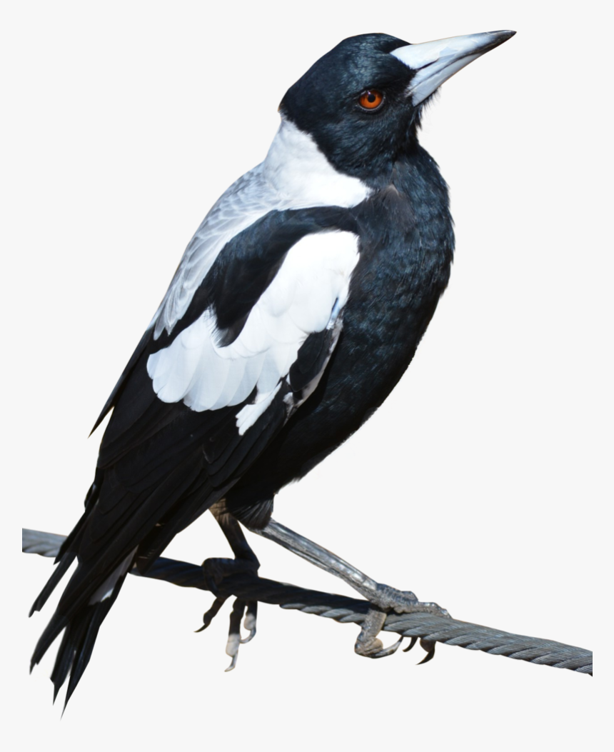 Magpie Png, Transparent Png