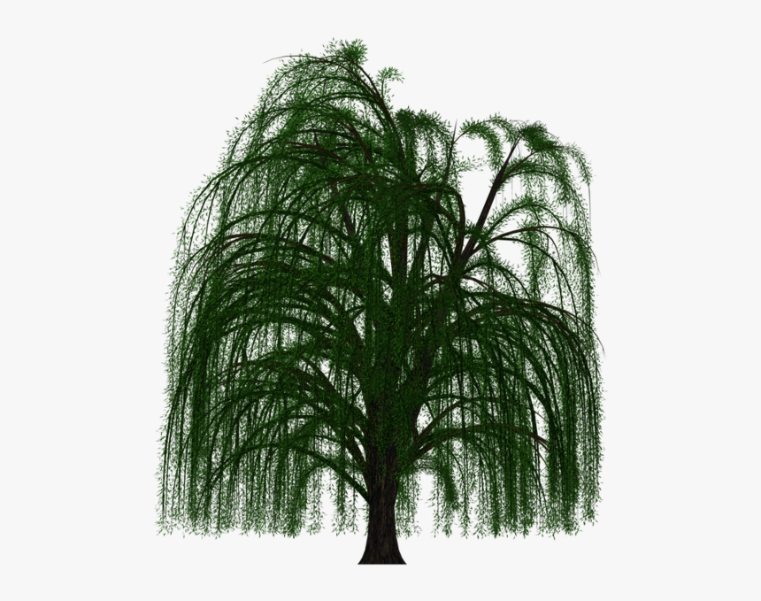 Weeping Willow Tree Transparent Background, HD Png Download