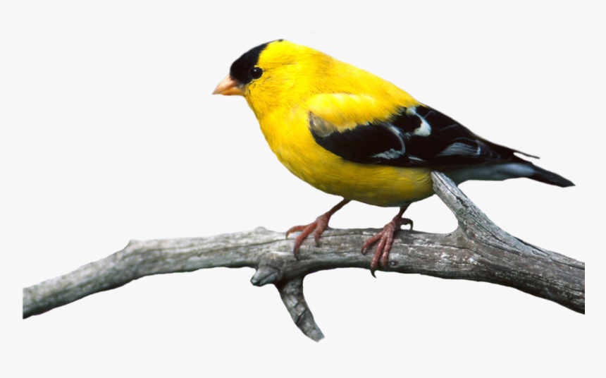 Bird Png, Transparent Png