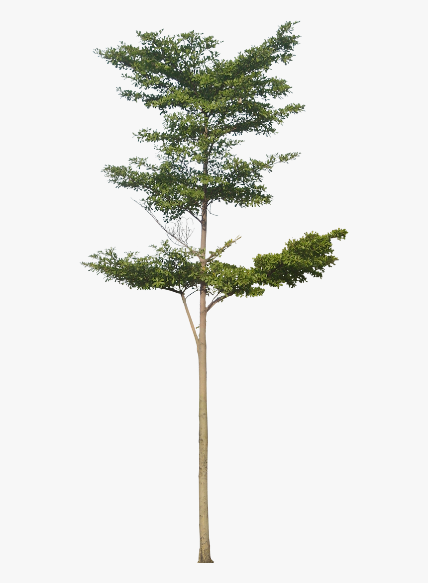 Tiny Tree Png, Transparent Png