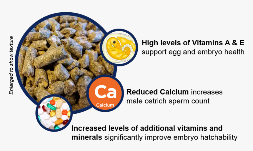 Nutritional Benefits Of Breeder Ostrich Feed 
 Class - Superfood, HD Png Download