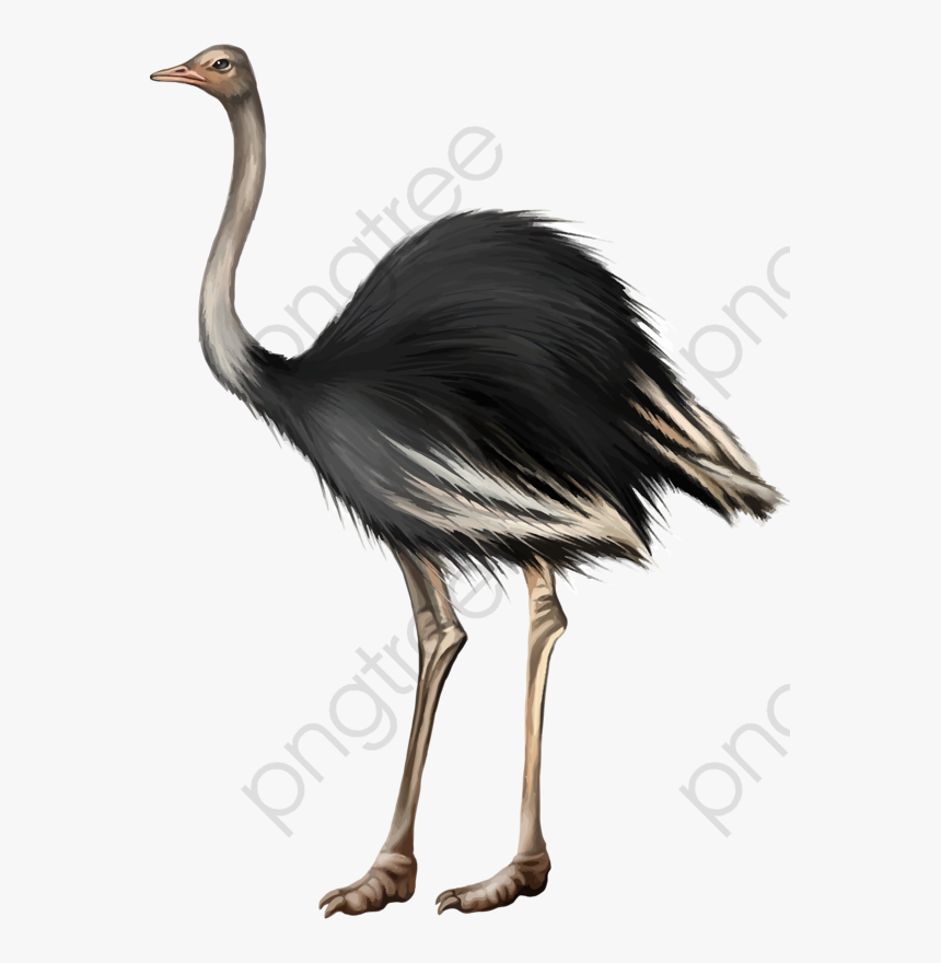 Transparent Ostrich Clipart - وکتور شترمرغ, HD Png Download
