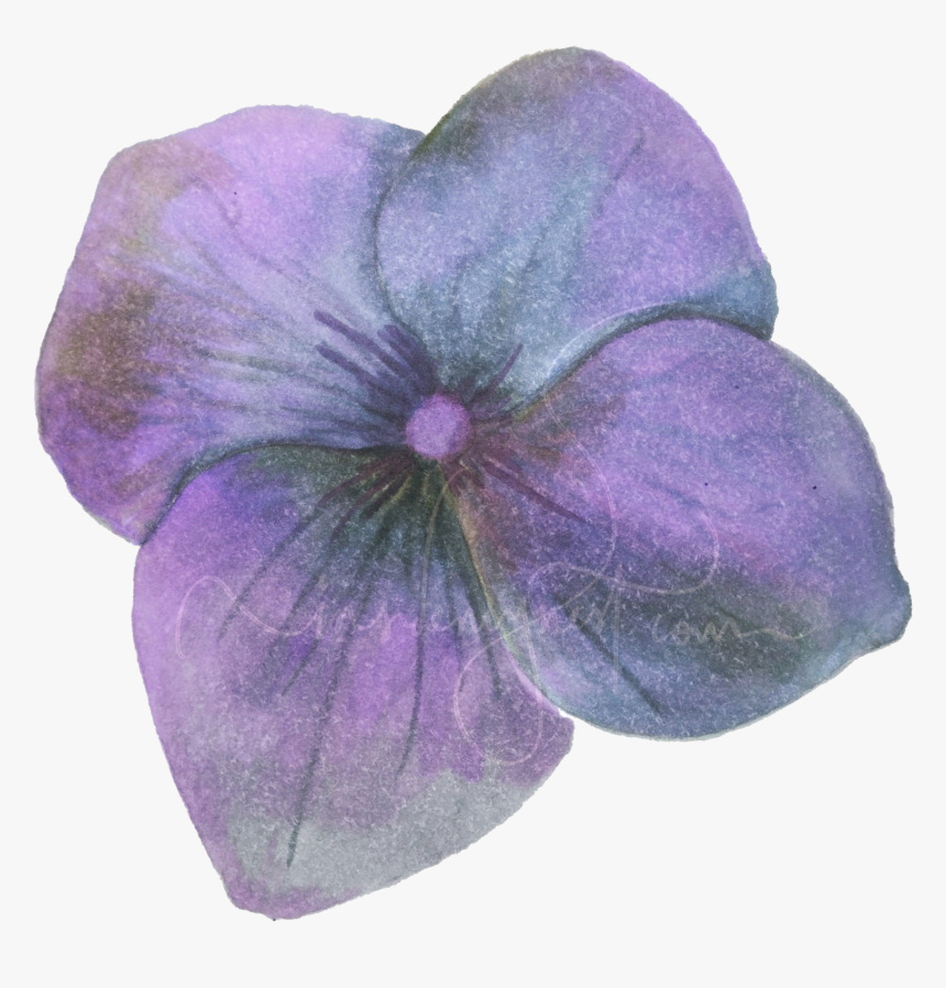 Hydrangea Png Transparent - Hydrangea Petal Png, Png Download