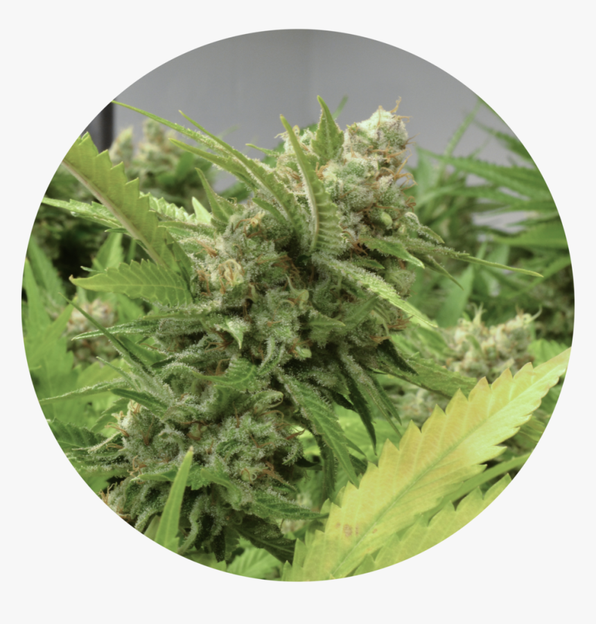 Super Lemon Haze 109 - Fern, HD Png Download