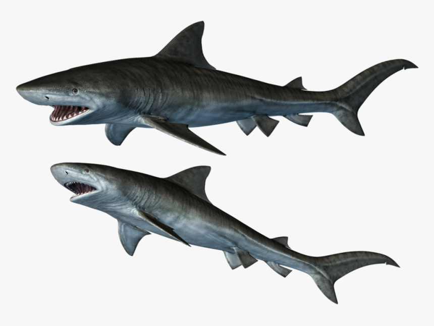 9 Photos - Sharks Stock, HD Png Download