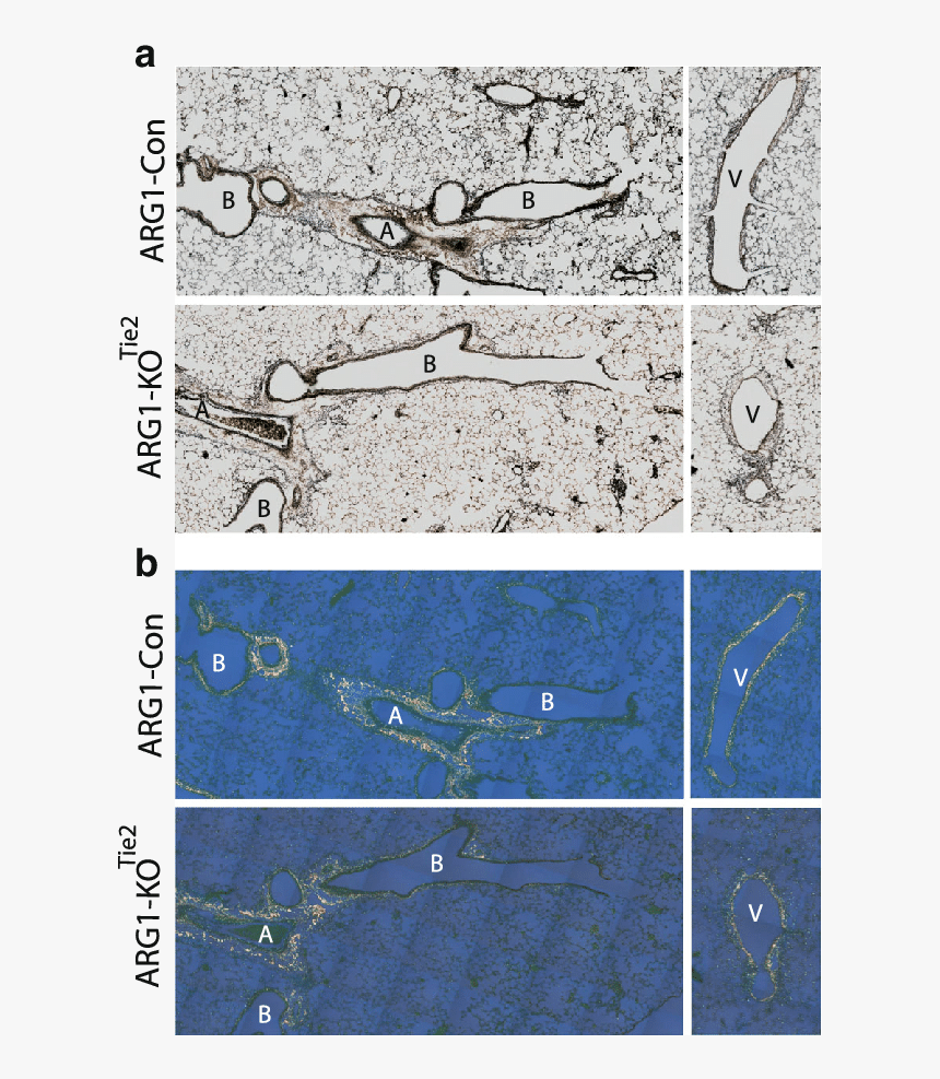 Metalworking Hand Tool, HD Png Download