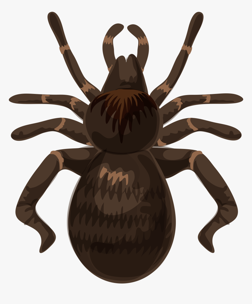 Spider Png , Png Download, Transparent Png