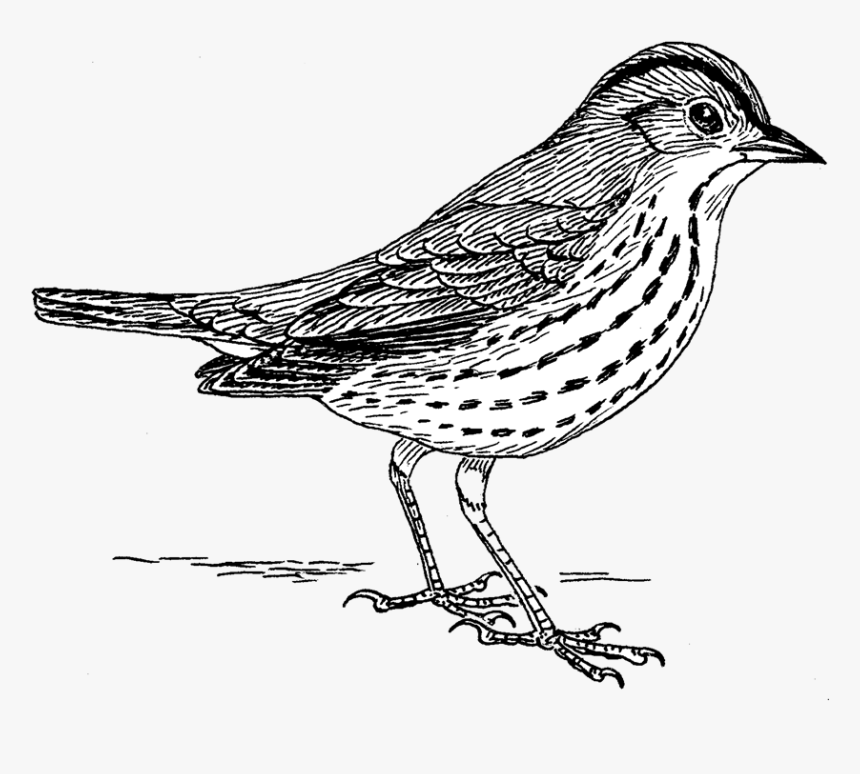 Robert Frost Poem The Oven Bird Drawing, HD Png Download