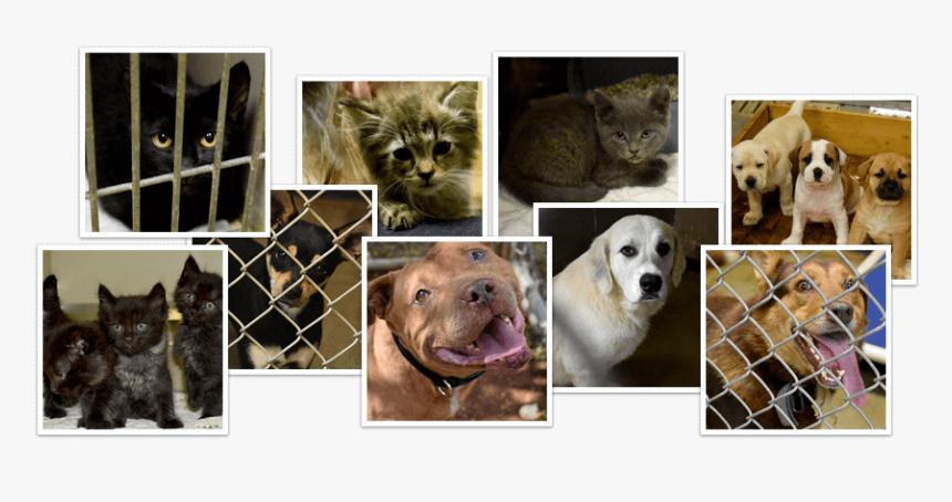 Labrador Retriever, HD Png Download