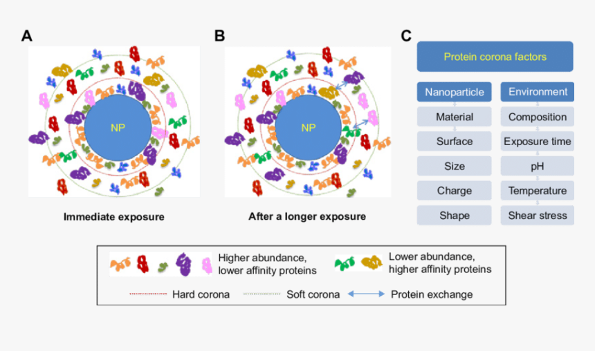 Nanoparticles Protein Corona Plasma Proteins, HD Png Download