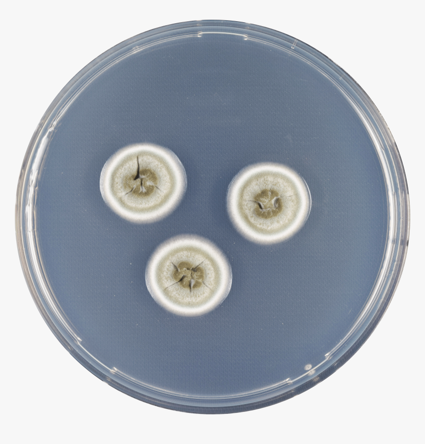 Aspergillus Flavipes Cya - Circle, HD Png Download