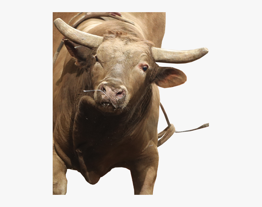 Heartbreak Kid - Bull, HD Png Download