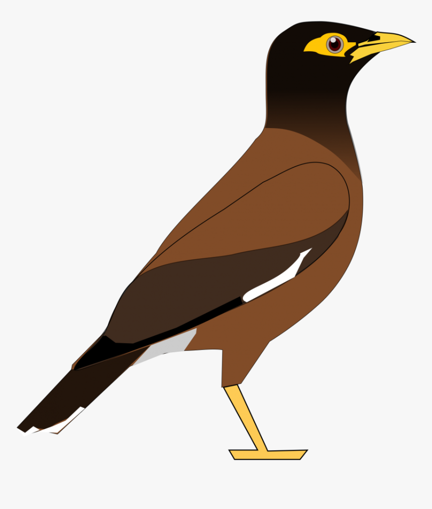 Bird Clipart - Mynah Clipart, HD Png Download