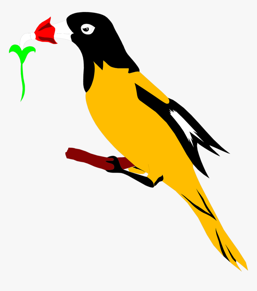 Oriole Clipart At Getdrawings - Vogel Clipart, HD Png Download