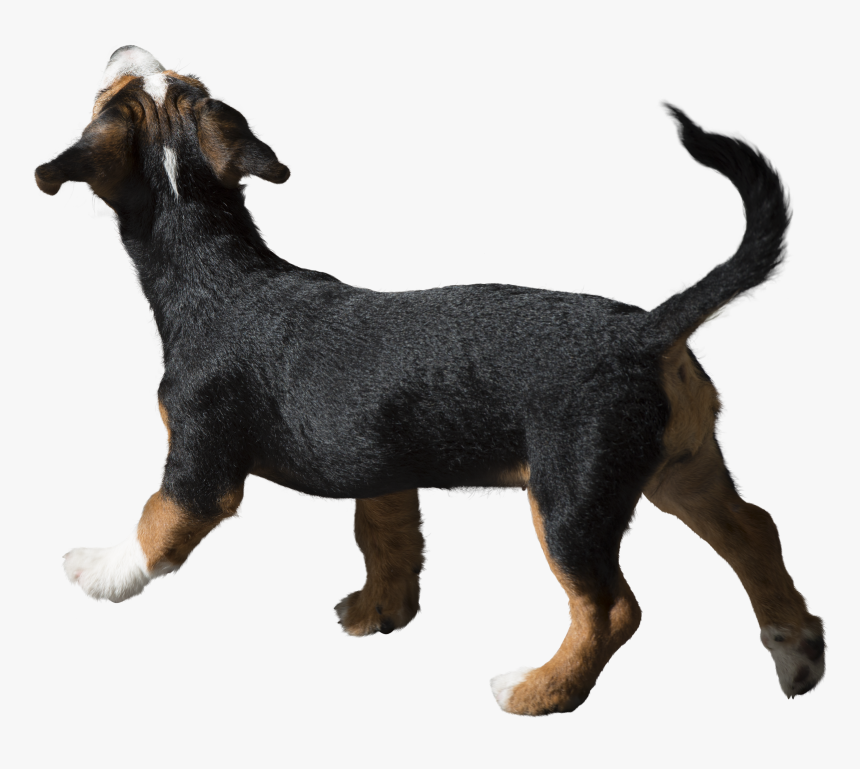 Pets Png, Transparent Png