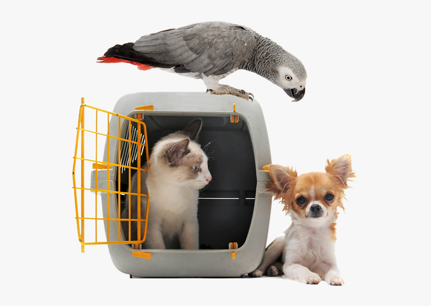 Image Of A Cat In A Pet Carrier Next To Small White - Evacuation Pet, HD Png Download