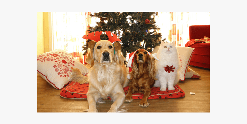 Holiday Safety Tips - Pets Christmas Gifts, HD Png Download