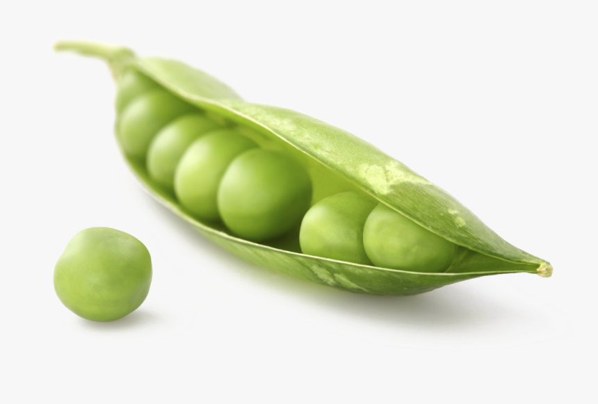 Pea Png Image Transparent - Pea, Png Download