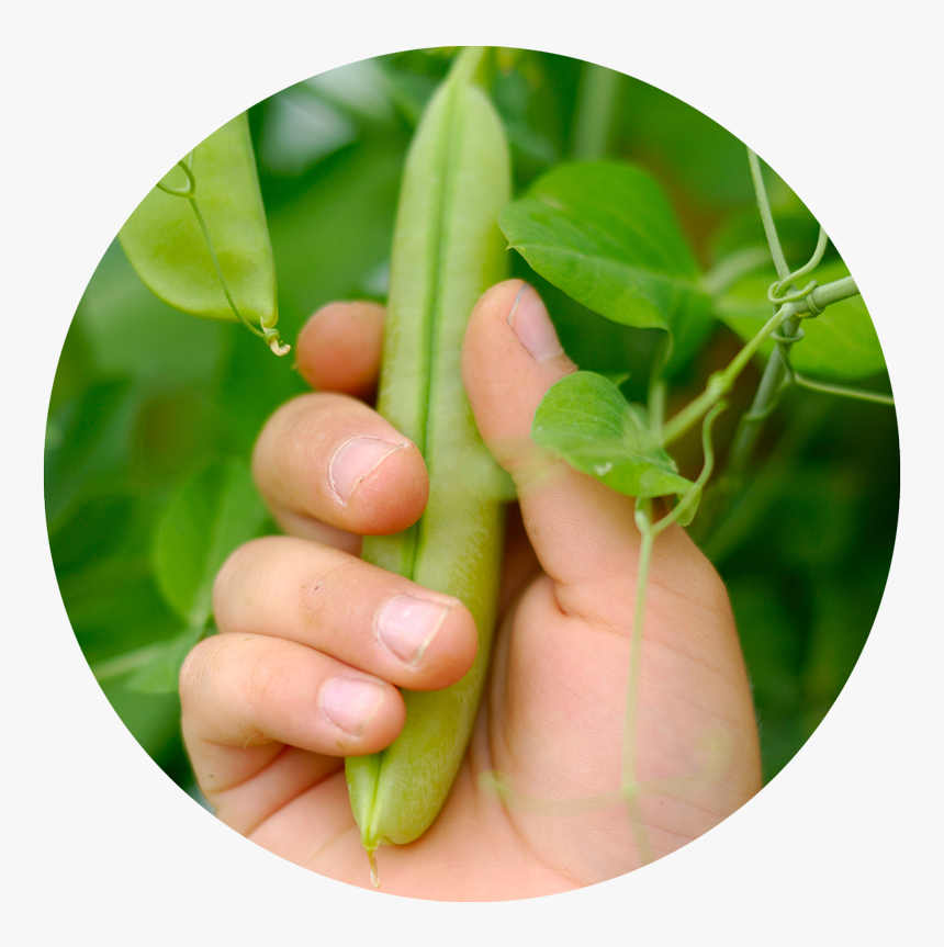 Food, HD Png Download