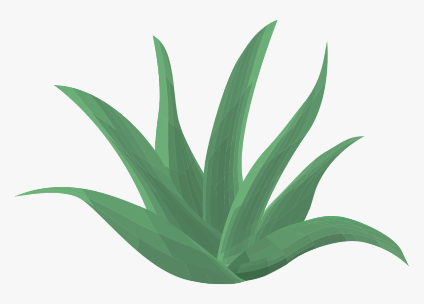 Suc D Aloe Vera, HD Png Download