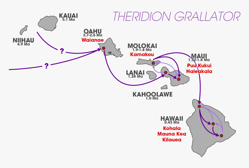 Theridion Grallator Colonization Pattern - Theridion Grallator Schema, HD Png Download