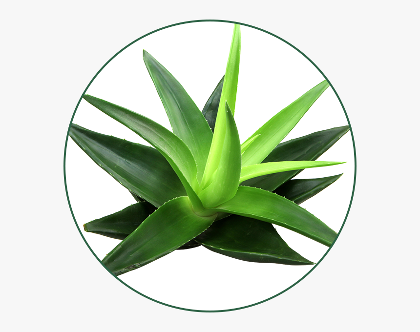 Gel De Aloe Vera - Aloe Vera Png, Transparent Png