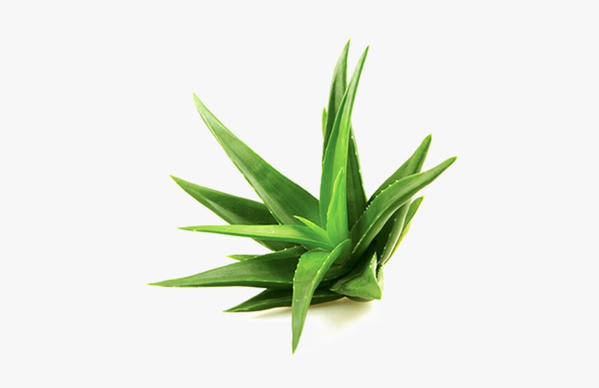 Aloe Vera Plant, HD Png Download