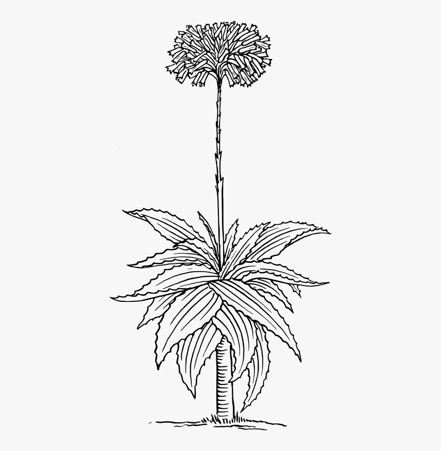 Transparent Aloe Clipart - Aloe Drawing Png, Png Download