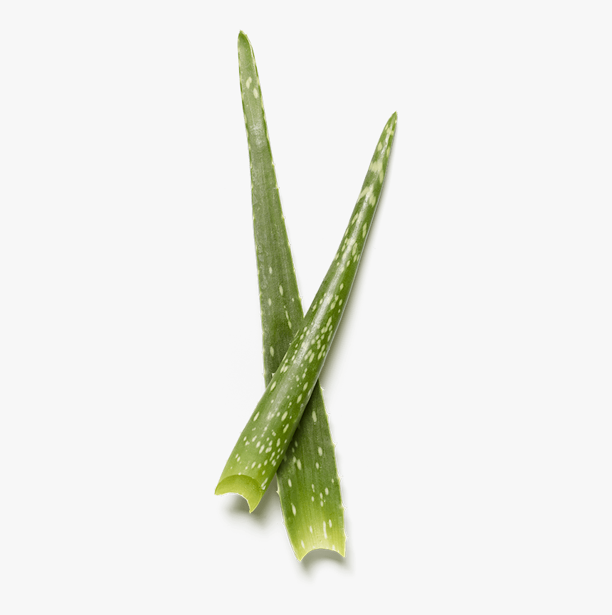 Aloe Vera Top View Png, Transparent Png