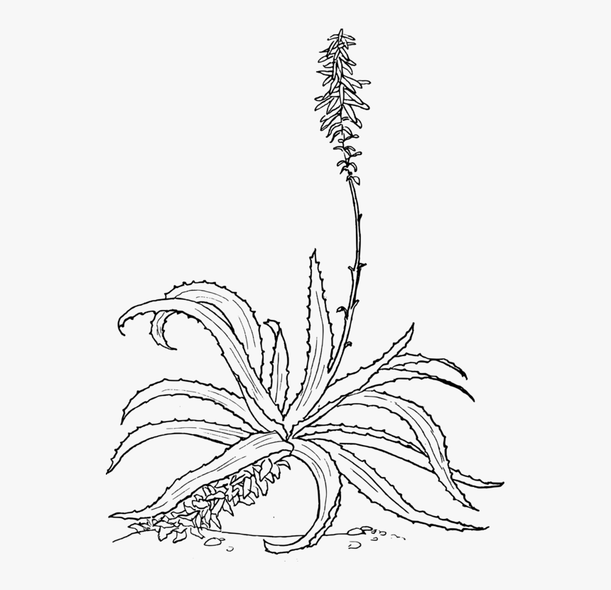 Symmetry,monochrome Photography,artwork - Aloe Drawing, HD Png Download
