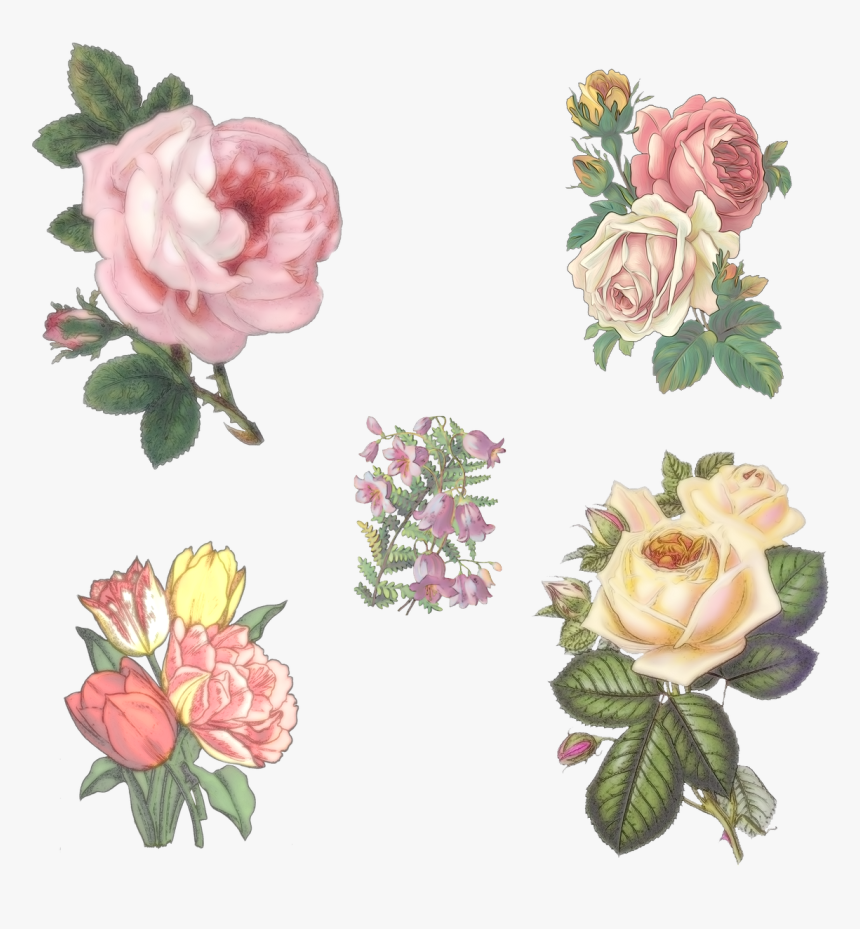 Rose Flowers Campanula Free Photo - Aesthetic Flower Png Transparent, Png Download