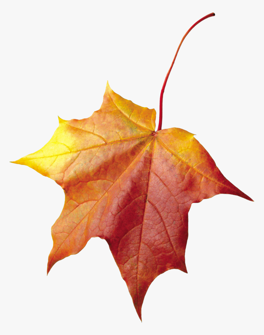 Autumn Leaves Background Leaf Transparent - Maple Leaf Cross Stitch Pattern, HD Png Download