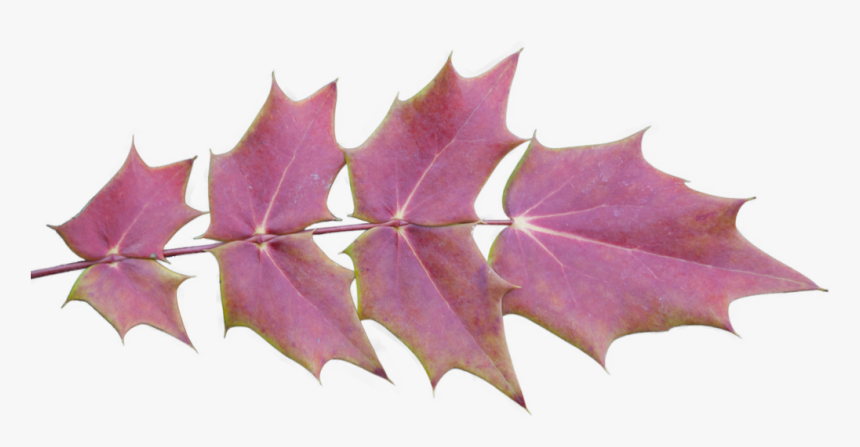 Fall Leaves Background Png , Png Download - Maple Leaf, Transparent Png