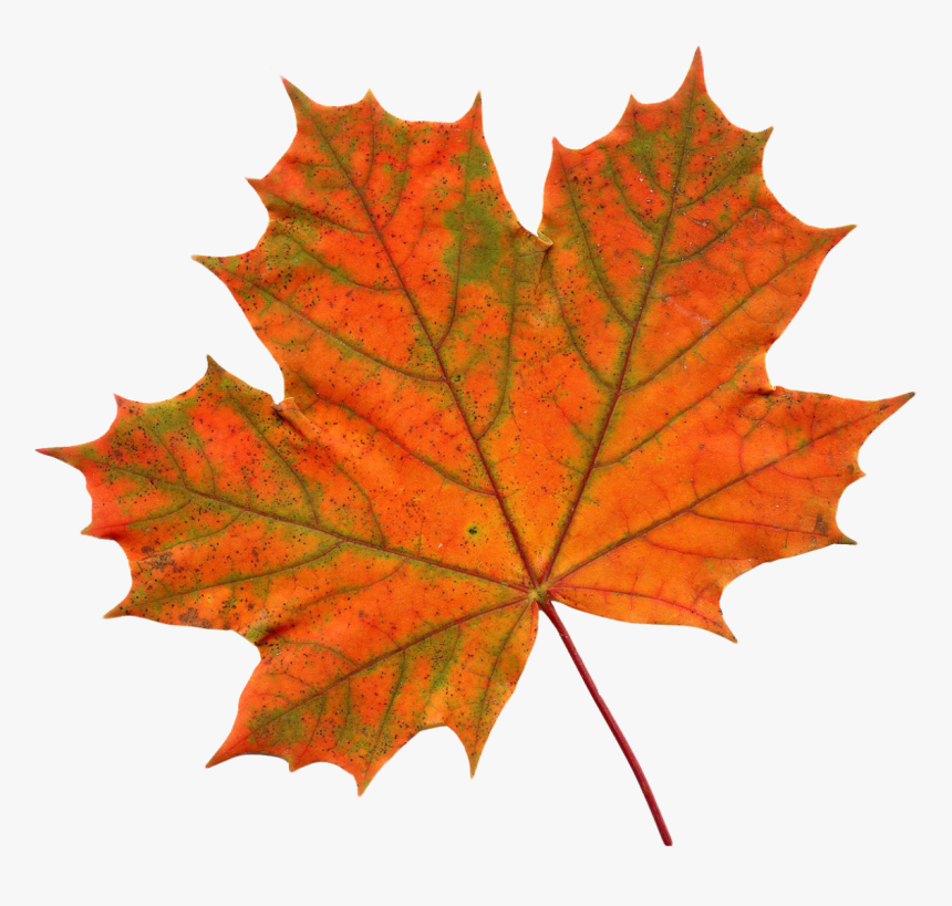 Maple Leaf Png Image - Transparent Background Maple Leaf Png, Png Download