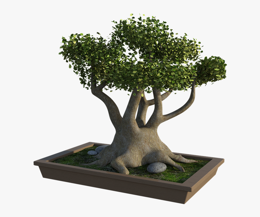 Sageretia Theezans, HD Png Download