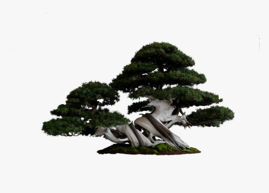 Thumb Image - Pino Bonsai Png, Transparent Png