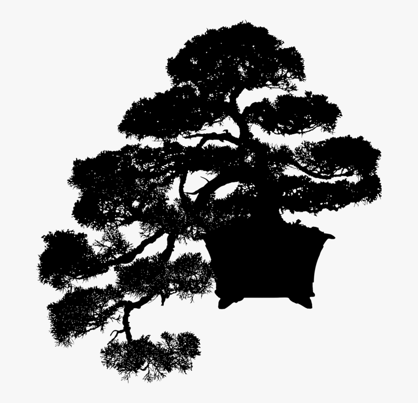 Pine Family,plant,leaf - Bonsai Silhouette Png, Transparent Png