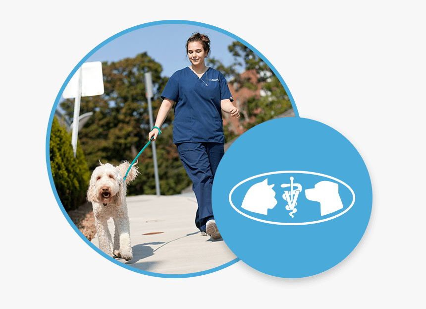 Labradoodle, HD Png Download