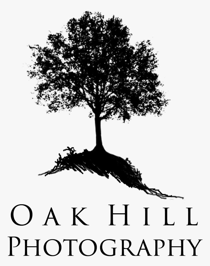 It S Been A Long Time Coming, But Tomorrow Morning - Vector Tree Silhouette Png, Transparent Png