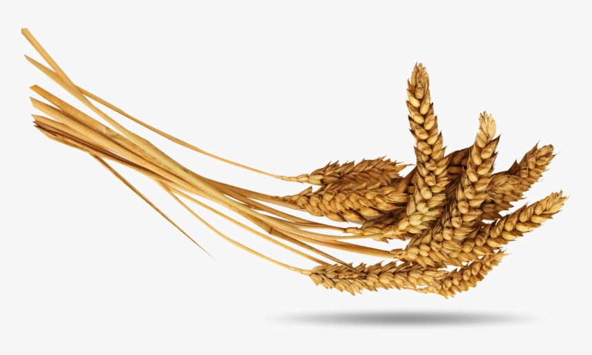 Wheat - Колосья Пшеницы Пшеница Png, Transparent Png