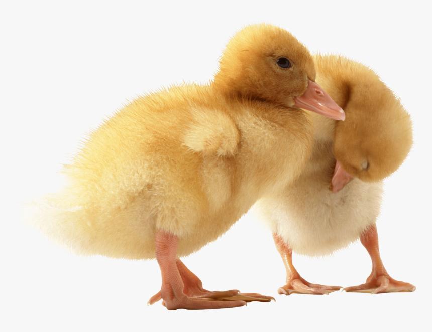 Two Cute Little Ducklings Png Image - Cute Duck Transparent, Png Download