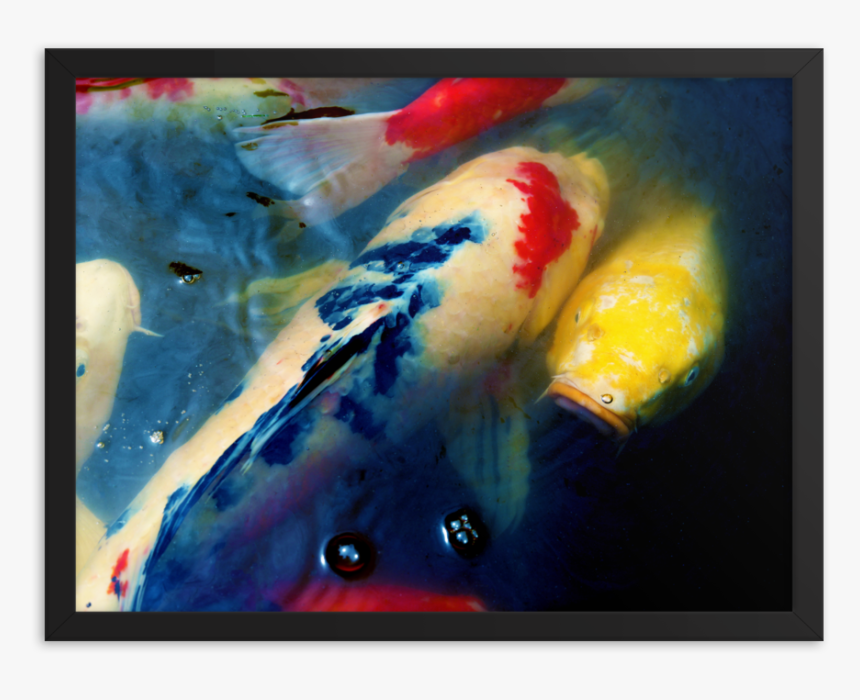 Koi Mockup Transparent Transparent, HD Png Download