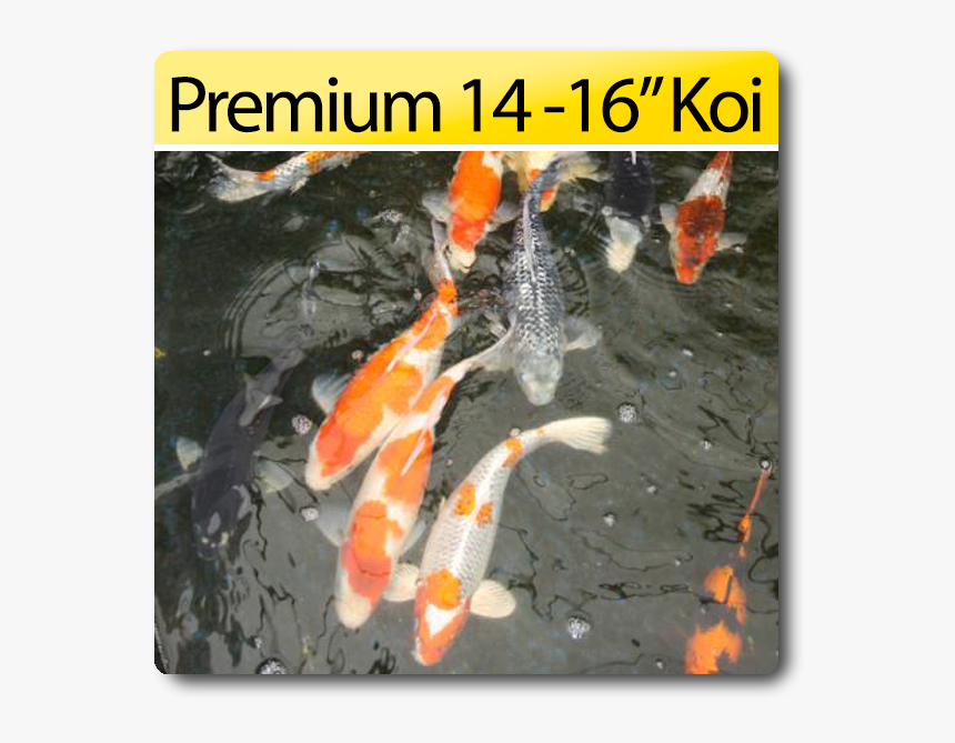 Fish Pond, HD Png Download