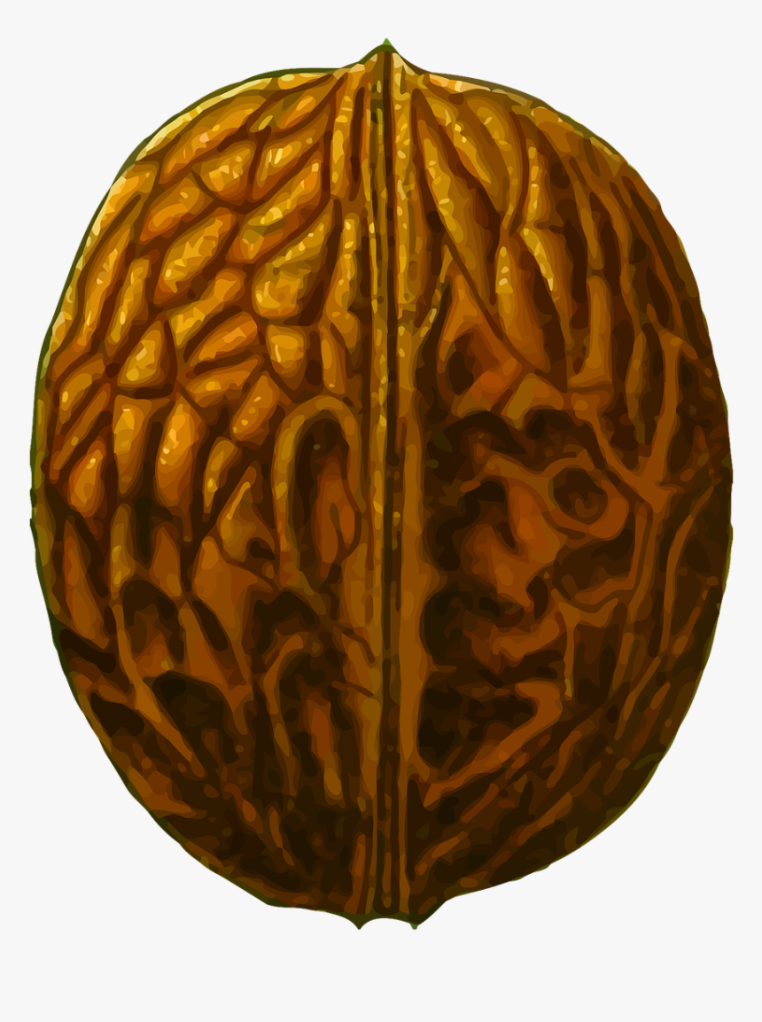 Walnut Clipart, HD Png Download