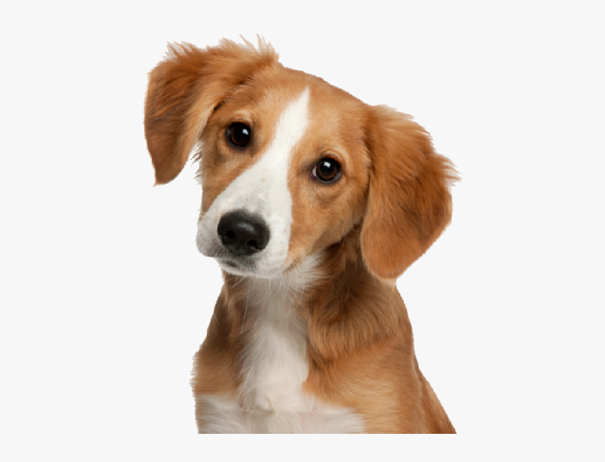 Pets Dog, HD Png Download