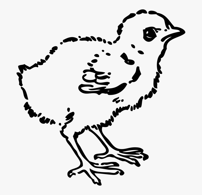 Art,monochrome Photography,galliformes - Baby Chick Clipart Black And White, HD Png Download