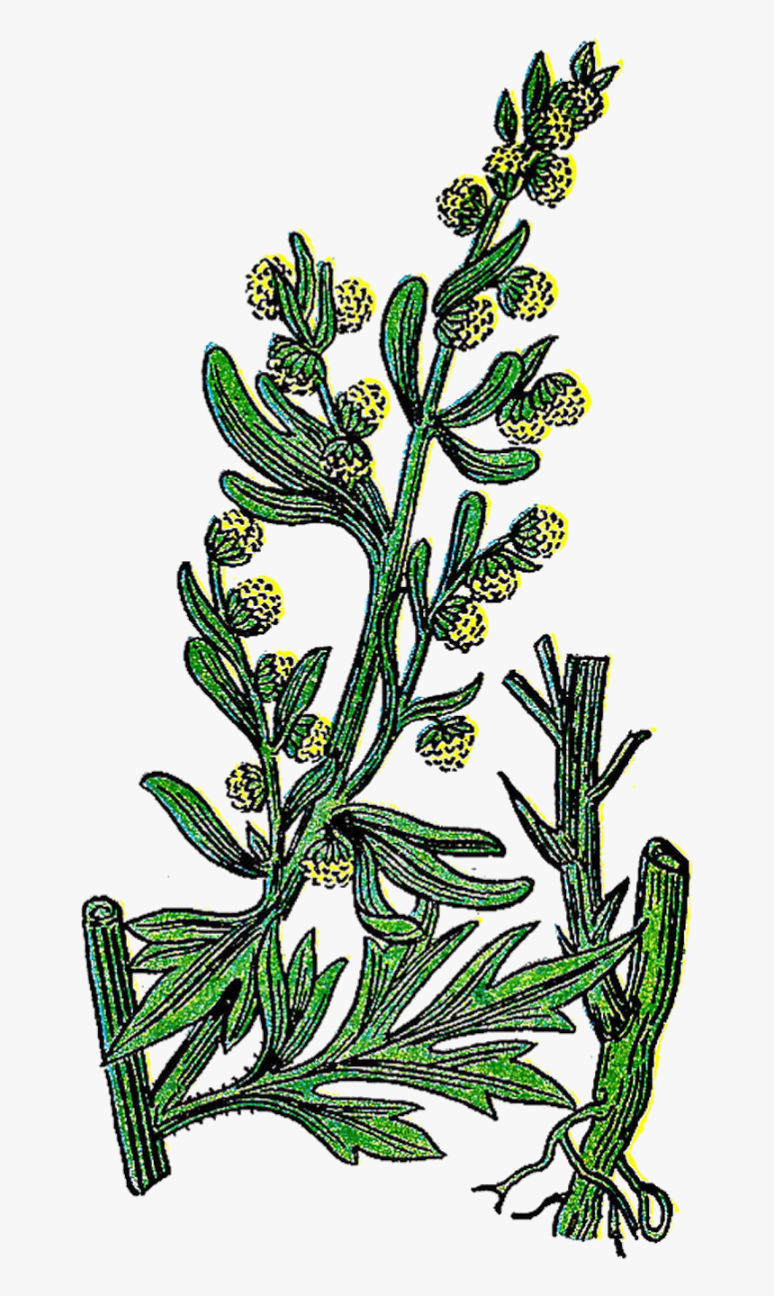 Vintage Herb Clipart - Wormwood Tree Illustration, HD Png Download